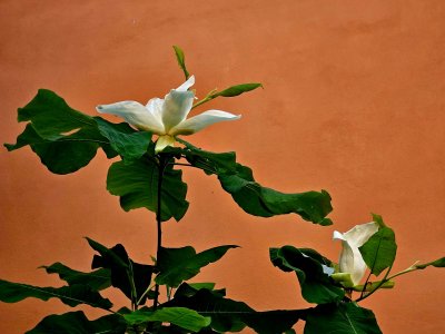 Magnolia macrophylla - šácholan velkolistý 